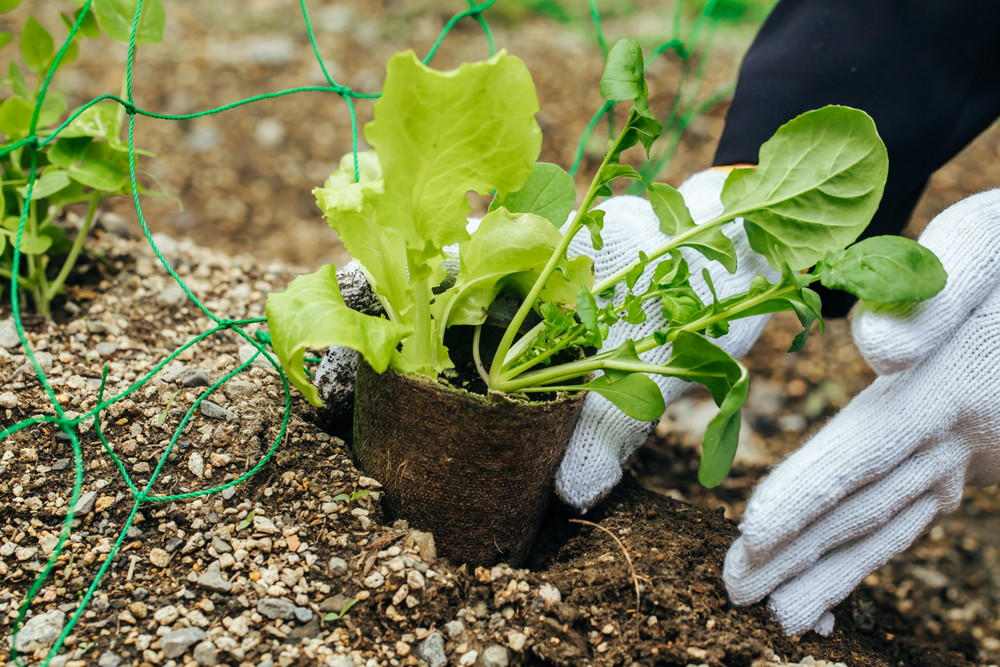 苗-イメージ画像