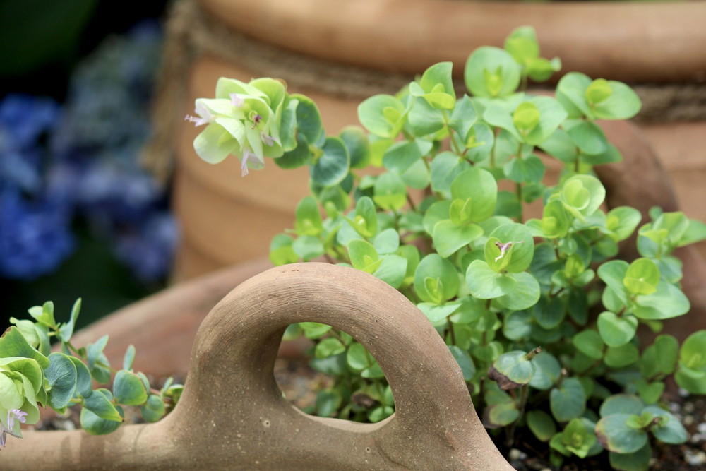 園芸-イメージ画像